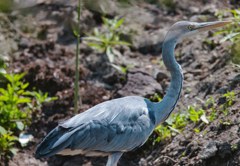 Birds at risk of extinction. Reduce carbon footprint, preserving earth living, causes of climate...