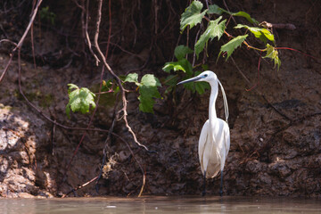 Birds at risk of extinction. Reduce carbon footprint, preserving earth living, causes of climate...