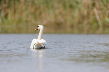 Graceful swan glides across a clean, still pond, its long legs paddle lazily through the rippling water. Wildlife vanished since the flood, but wildlife enthusiasts are working hard to help birds
