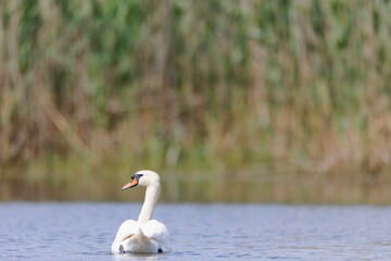 Swan on a pond on a wild lake in the middle of spring, swans glided through the glassy water. Beautiful lake with a patch of swans floating gracefully on top of the still water