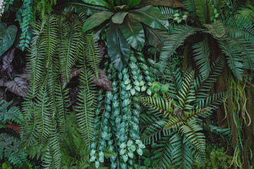 abstract green leaf texture, tropical leaf foliage nature dark green background