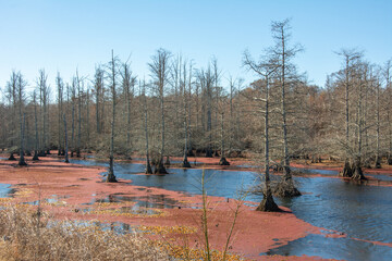 Winter landscape with bald cypress trees along Route 51 north of Coldwater, Mississippi, USA