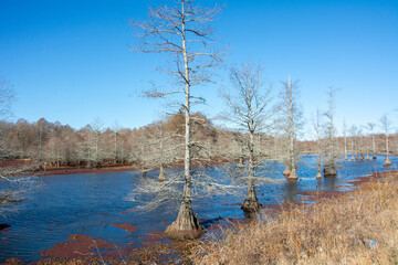Winter landscape with bald cypress trees along Route 51 north of Coldwater, Mississippi, USA