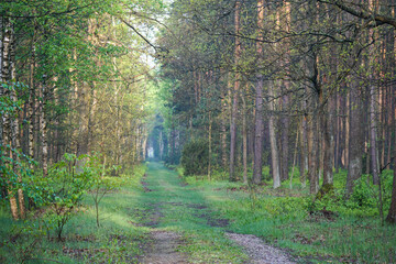 forest road in the morning sun