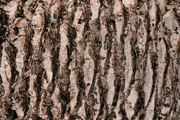 Close-up texture of a palm tree trunk.