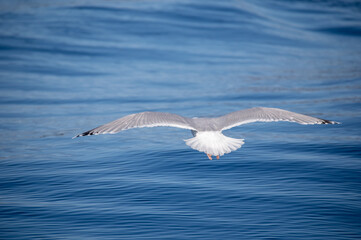 Fototapeta na wymiar Seagull fly under water surface