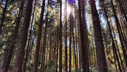 Dark forest with firs and pines on an autumn, spring, summer day or early morning. Rays of sun and the sun through tree trunks and shadows on the ground