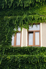 Old cityscape fragment. Windows with brown frame in beige building and green leaves climbing on walls. Closeup of window in house