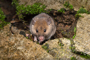 Field mouse, Mus budoga, Satara, Maharashtra, India