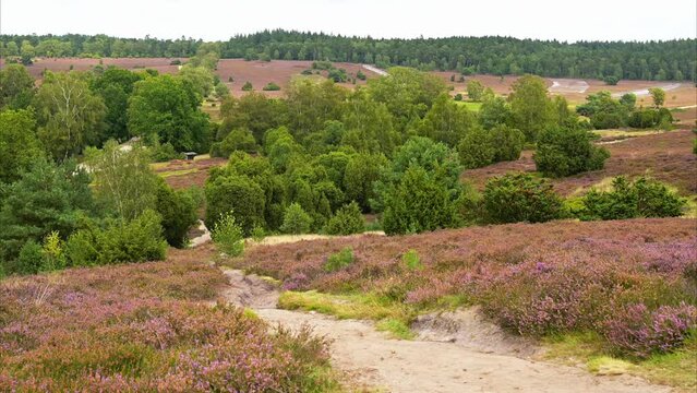 Beautiful heather landscape with heather blooming at L&uuml;neburger Heide, Germany