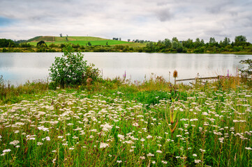 Common Yarrow Wildflowers at Branton Lakes, a Nature Reserve which was constructed from a former mineral quarry, located at Branton in the Breamish Valley, Northumberland