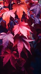 Red and violet spiky leaves with veins on surface growing on tree in forest in autumn in daylight,...