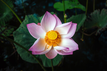 Top view of a Beautiful pink lotus flower in blooming and  Indian Lotus Pollen on a lotus flower background