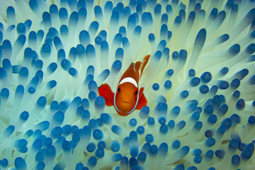 A Clown Anemonefish swimming among the tentacles of its sea anemone - obrazy, fototapety, plakaty