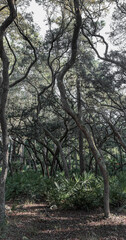 Twisted Old Oak Trees Hammocks on Central Florida Hiking Trails. Hiking Beautiful Oak Hammock Ecosystems of Florida.