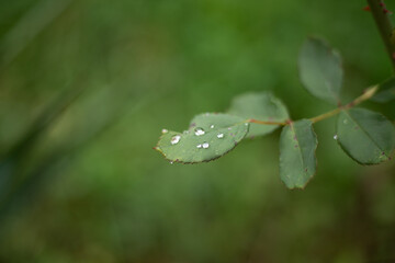  a leaf with water droplets on it