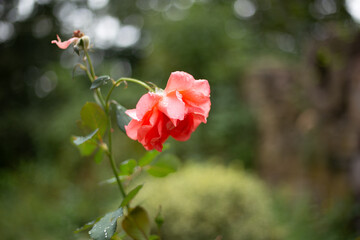  a red rose with water droplets on it