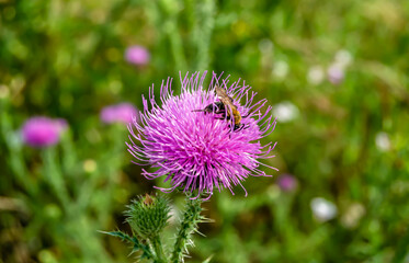 Beautiful wild flower winged bee on background foliage meadow
