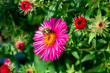 Beautiful wild flower winged bee on background foliage meadow