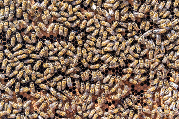Abstract hexagon structure is honeycomb from bee hive filled
