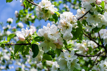 Photography on theme beautiful fruit branch apple tree with natural leaves under clean sky