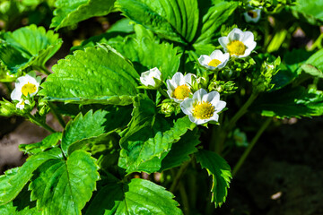 Photography on theme beautiful berry branch strawberry bush with natural leaves