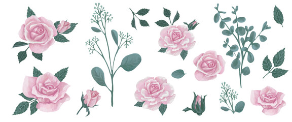 Set of flowers and buds of pink roses and eucalyptus leaves.Vector graphics.