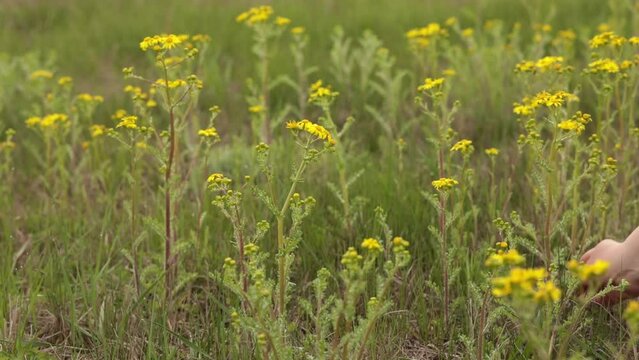 Spring meadow of flowering herbs with yellow bloom