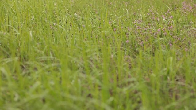 Spring green grass and blooming purple wildflowers