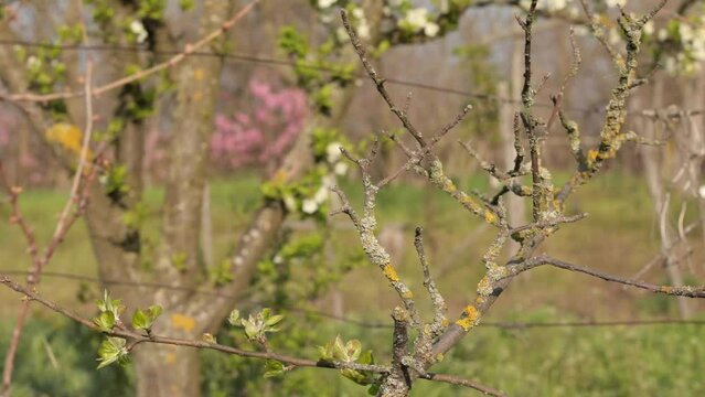 Lichen grow on vine branches in vineyard in spring