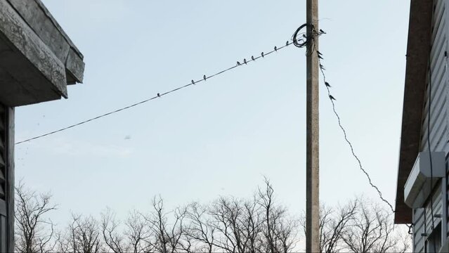 Swallows sit on wires in spring in village