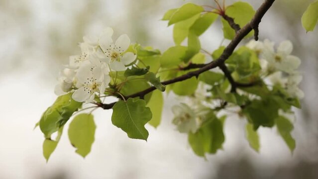 Flowering cherry sapling in garden in springtime
