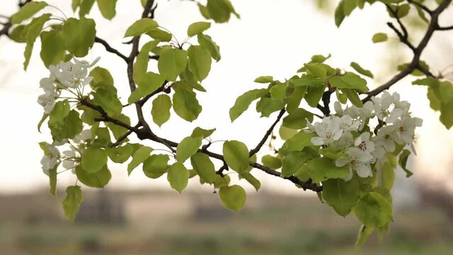 Branch with cherry blossoms in springtime garden