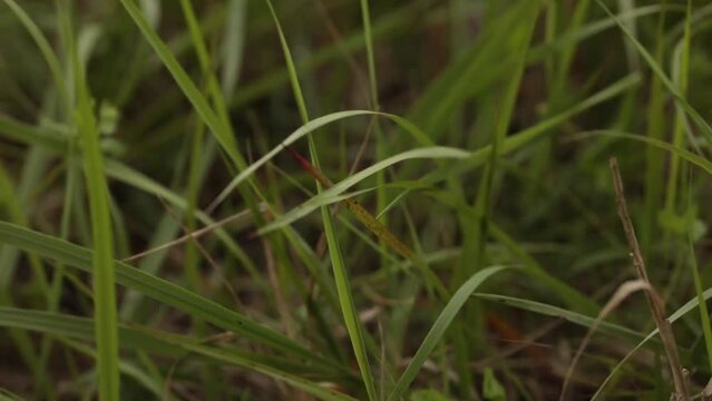Spring morning on meadow, dew drops on grass