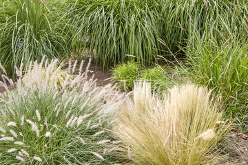 grass in the garden