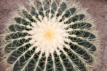 cactus close up