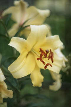 Photo of a blooming yellow lily.