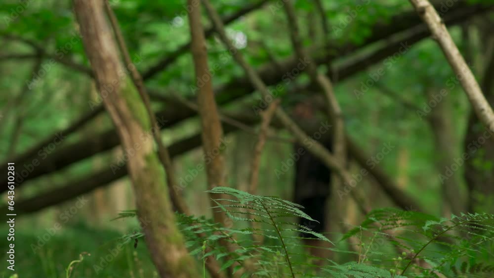 Wall mural Abstract shallow focus view of a person doing something in a forest