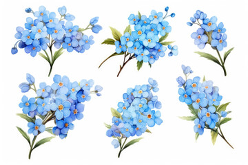 Watercolor image of a set of not forget me flowers on a white background