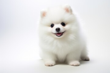 Fototapeta na wymiar dog cute one white spitz on white background
