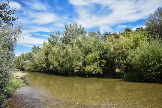 &Aacute;rboles cerca del agua sobre el rio