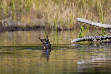American BlackDuck with its head underwater feeding in a shallow river 