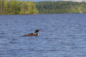 Common loon and its loonlet in Algonquin Provincial Park 