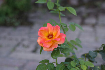 red and yellow flower