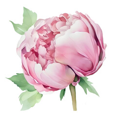 Watercolor illustration of peony flower isolated on white background