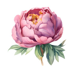 Watercolor illustration of peony flower isolated on white background