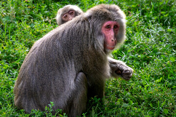 baboon sitting on the ground