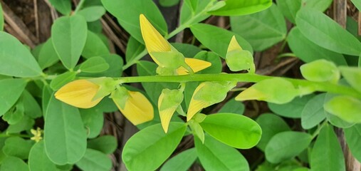 leaves in the garden