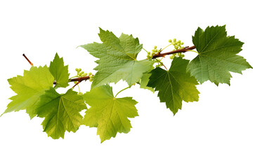 Wild grape vine leaves with green colors isolated on transparent background - PNG with high resolution - obrazy, fototapety, plakaty