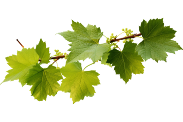 Wild grape vine leaves with green colors isolated on transparent background - PNG with high resolution